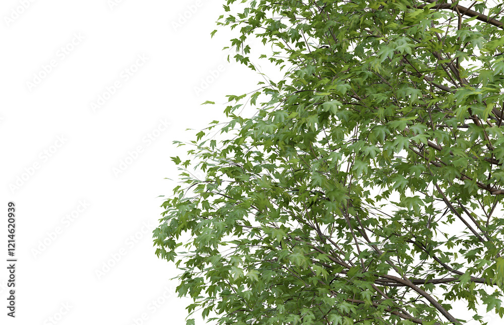 Fototapeta premium Tropical tree leaves and branch foreground