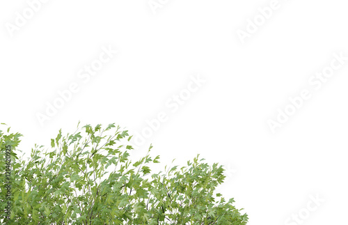 Tropical tree leaves and branch foreground 