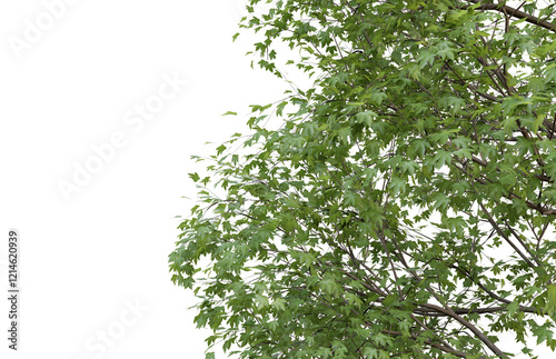 Tropical tree leaves and branch foreground