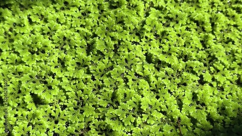 Mosquito fern, Water fern,Azolla or Water Fern or Water Velvet or Azolla pinnata R Br or Azollaceae plant  photo