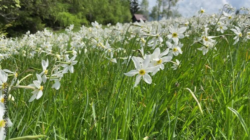 Sternnamrzissenwiese am Waldrand. Horizontale Nahaufnahme an einem sonnigen Frühlingstag.