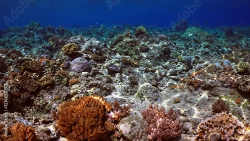 Wallpaper Mural Sun Rays ligthning the Coral Reef - Indonesia Torontodigital.ca