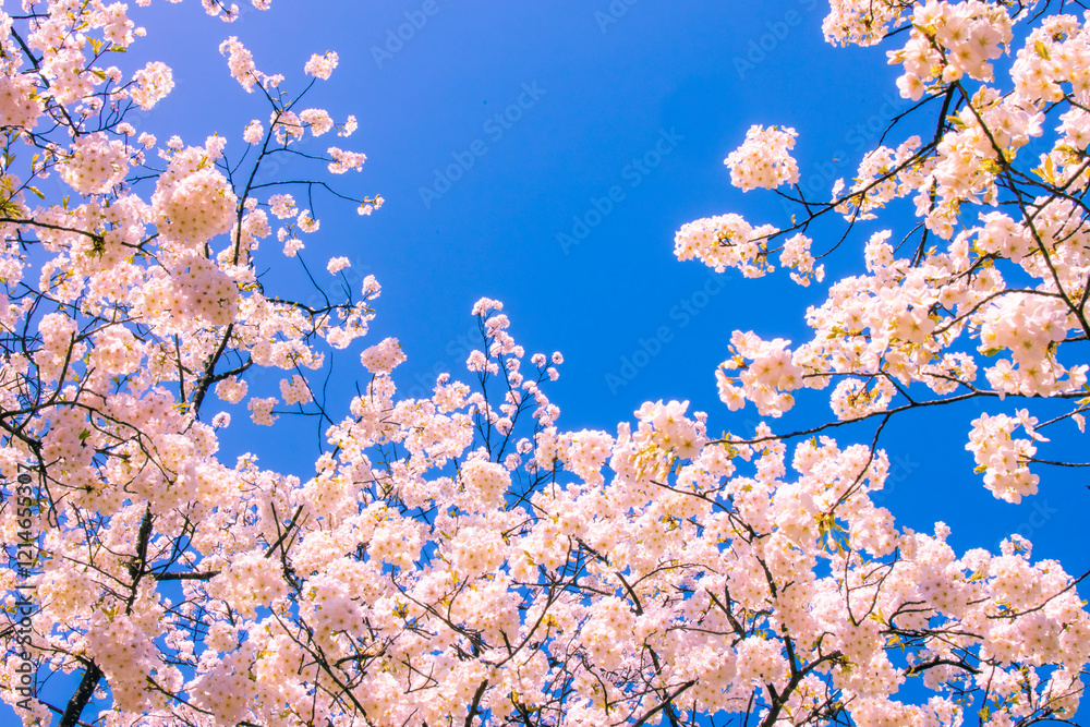 桜花と青空