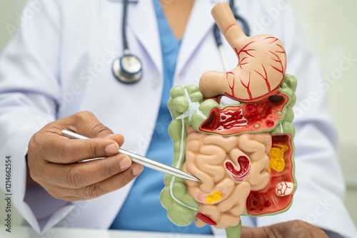 Digestive system with stomach and intestine, Asian doctor holding human anatomy model for study diagnosis and treatment in hospital.