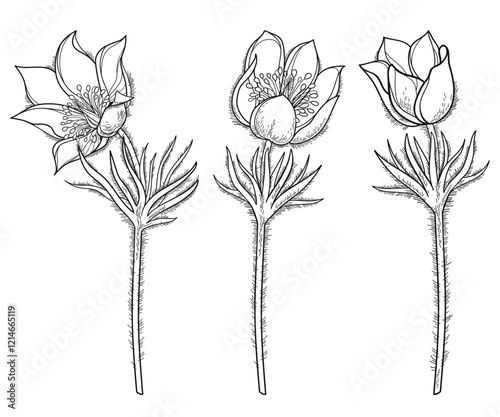 Set of outline American pasqueflower or prairie crocus in black isolated on white background. 