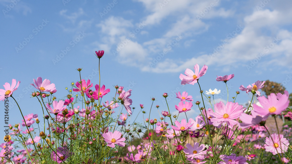Cosmos flower blossom in garden with blue sky background. Cosmos flower blossom in garden with blue sky background.