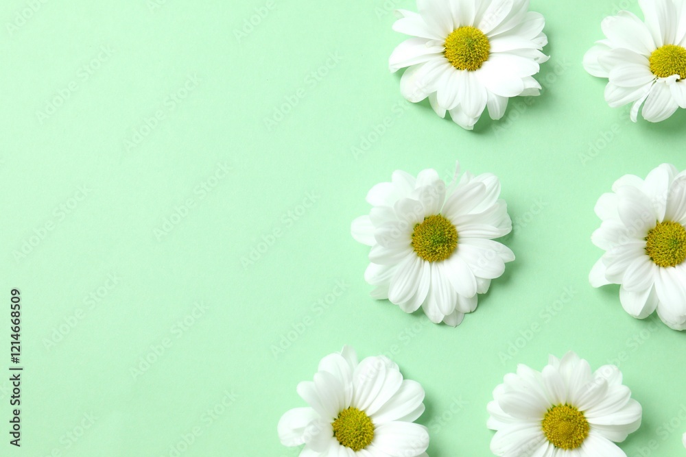 Fototapeta premium Beautiful chamomile on color background