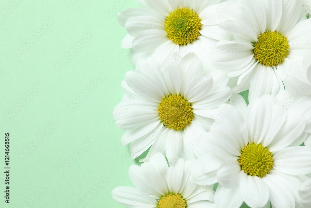 Fototapeta premium Beautiful chamomile on color background