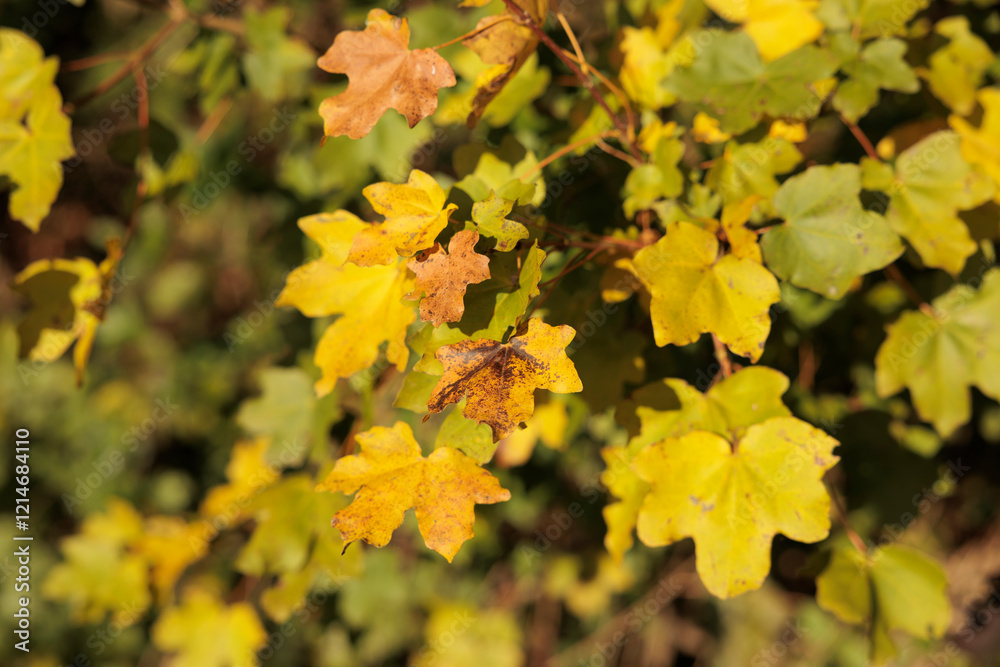 foglie di colore giallo e verde di una pianta in un ambiente di campagna, di giorno, in autunno foglie di colore giallo e verde di una pianta in un ambiente di campagna, di giorno, in autunno