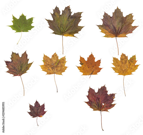 Obraz na płótnie gruppo di foglie di albero di acero di diverse dimensioni e sfumature di colore autunnale, scontornate su sfondo trasparente w salonie