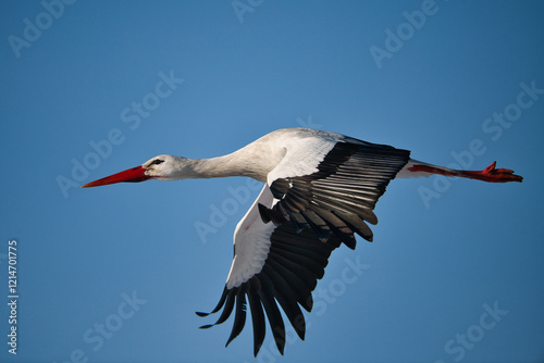Close-up of a white stork in flight