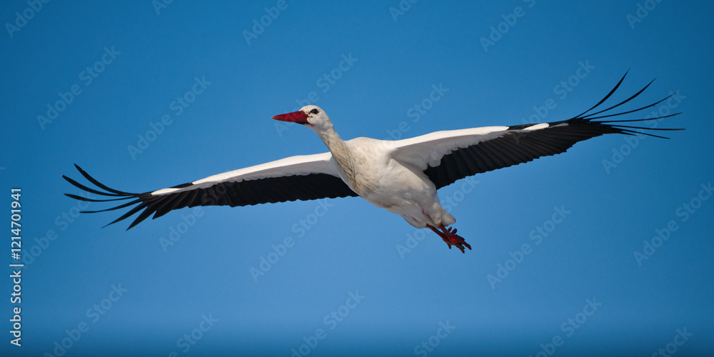 Obraz premium Close-up of a white stork in flight