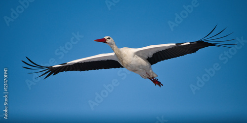 Close-up of a white stork in flight