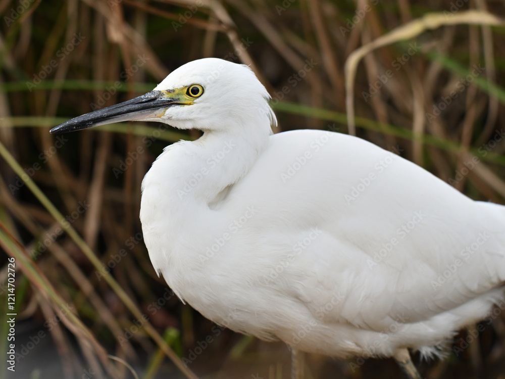 コサギ little egret 
