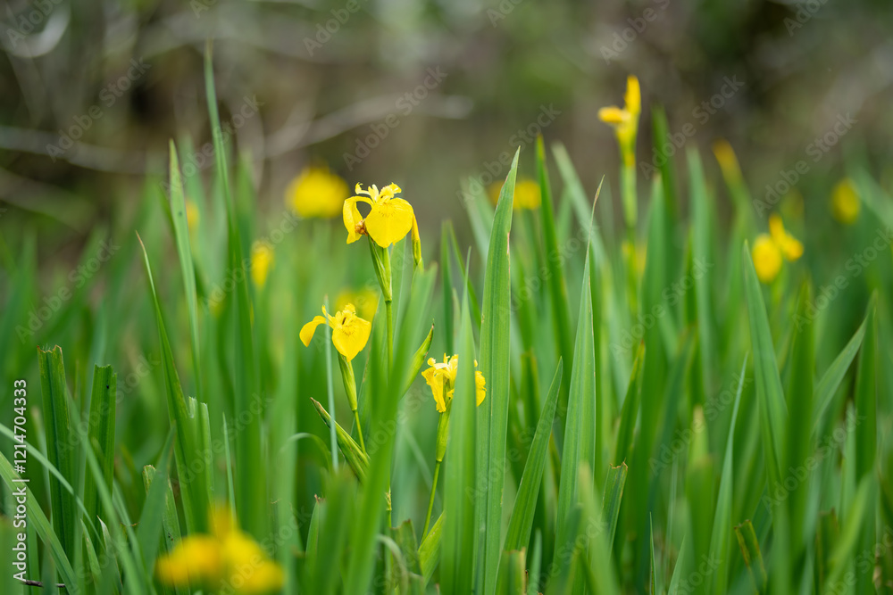 Wild yellow irises blossoming in Irish countryside. Wild yellow irises blossoming in Irish countryside.