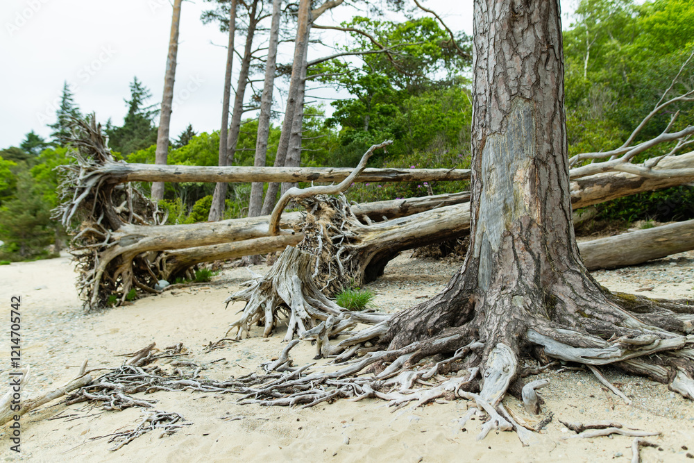 Beautiful pine tree trunks on a banks on Muckross Lake, also called Middle Lake or The Torc, located in Killarney National Park, County Kerry, Ireland