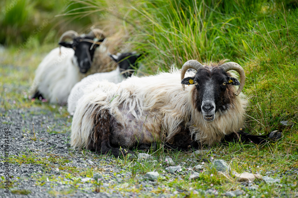 Obraz premium Sheep marked with dye grazing in green pastures. Adult sheep and baby lambs feeding in lush green meadows of Ireland.