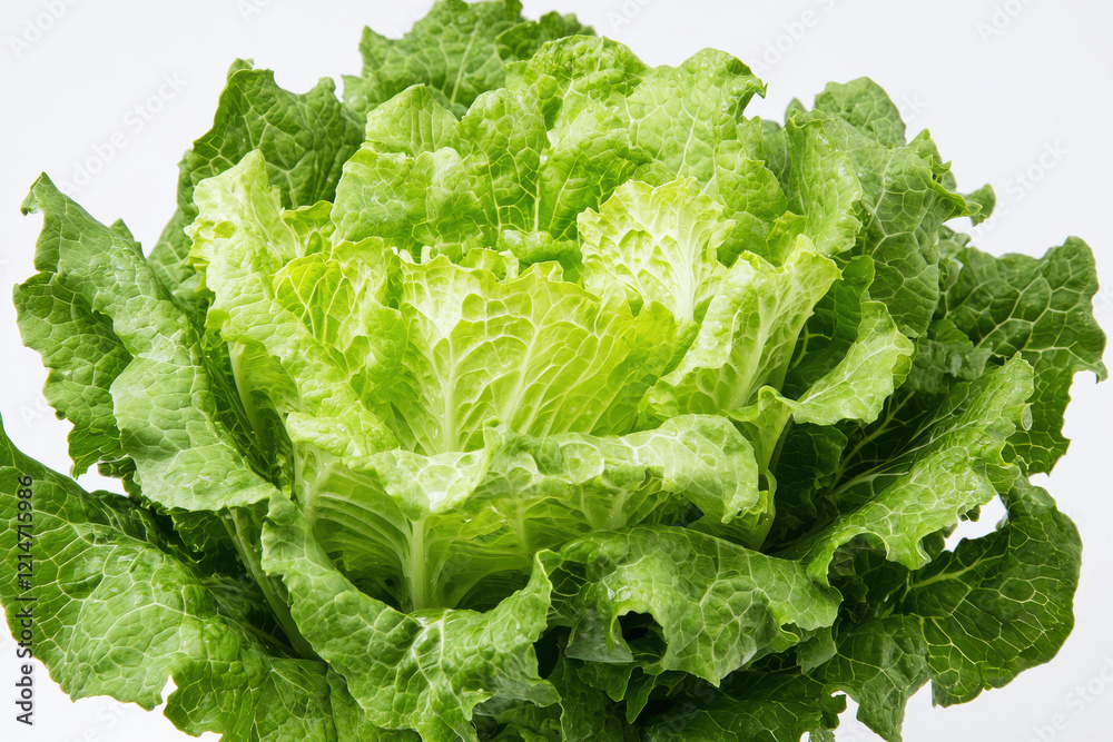 Crisp green romaine lettuce head with vibrant leaves on clean white background Crisp green romaine lettuce head with vibrant leaves on clean white background