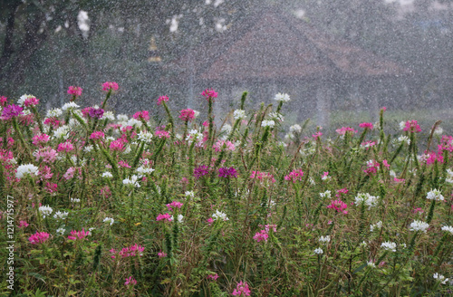 The colorful flowers Spider flower in the rain 