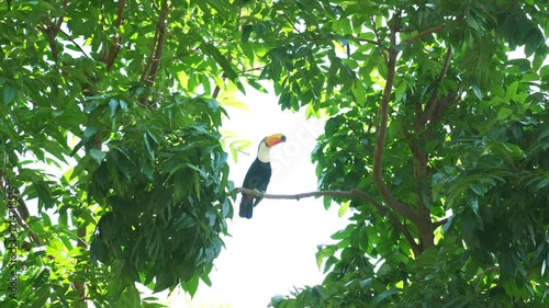 ํYellow-breasted toucan It has a large mouth. Body feathers are black. The base of the tail is red and white, the chest and neck are bright yellow, the mouth is green, and the tip of the mouth is red.