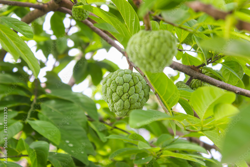 Fototapeta premium Exotic tropical fruit Custard apple or Sugar apples or sweetsops (Annona Squamosa), In Indonesia called Srikaya fruit.