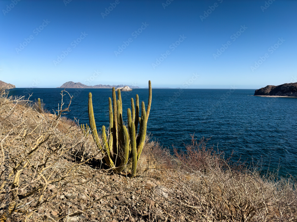 Large cactus plant in forefront of the Sea of Cortez or the Gulf of California in Loreto Mexico during winter season with islands Large cactus plant in forefront of the Sea of Cortez or the Gulf of California in Loreto Mexico during winter season with islands