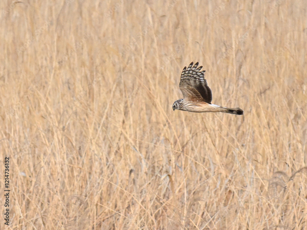 Fototapeta premium ハイイロチュウヒ hen harrier