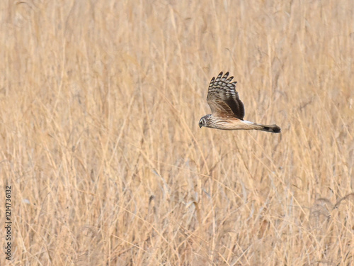 ハイイロチュウヒ hen harrier
