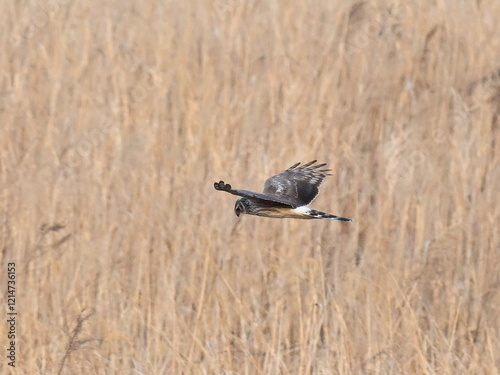 ハイイロチュウヒ hen harrier