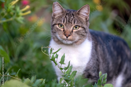 Wallpaper Mural close-up of a tabby cat in the tall grass Torontodigital.ca