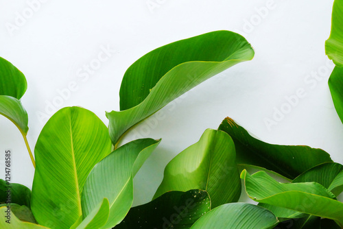 Large vibrant green leaves against white background. Ideal for naturethemed designs, environmental concepts, or refreshing aesthetic visuals in various projects.