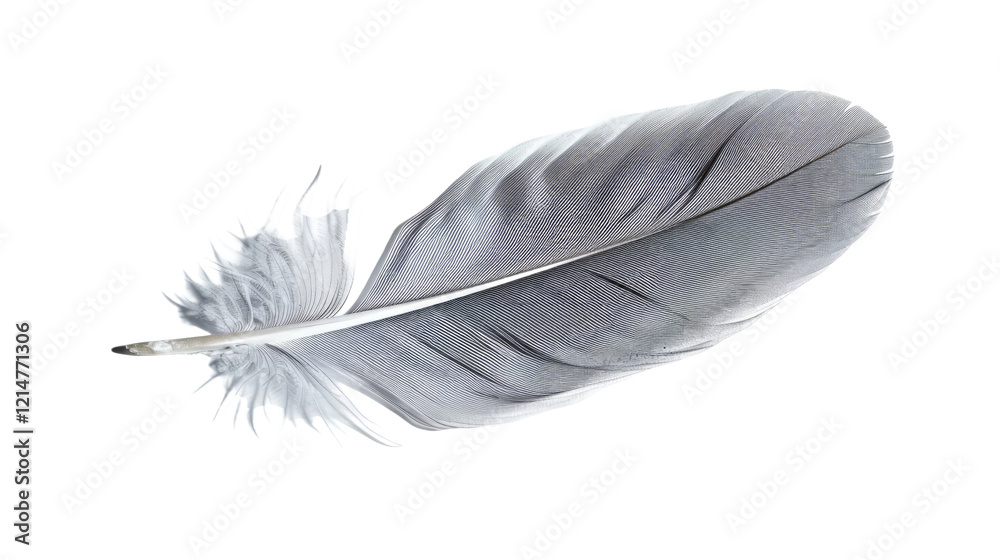 Feather isolated on white or transparent background Feather isolated on white or transparent background