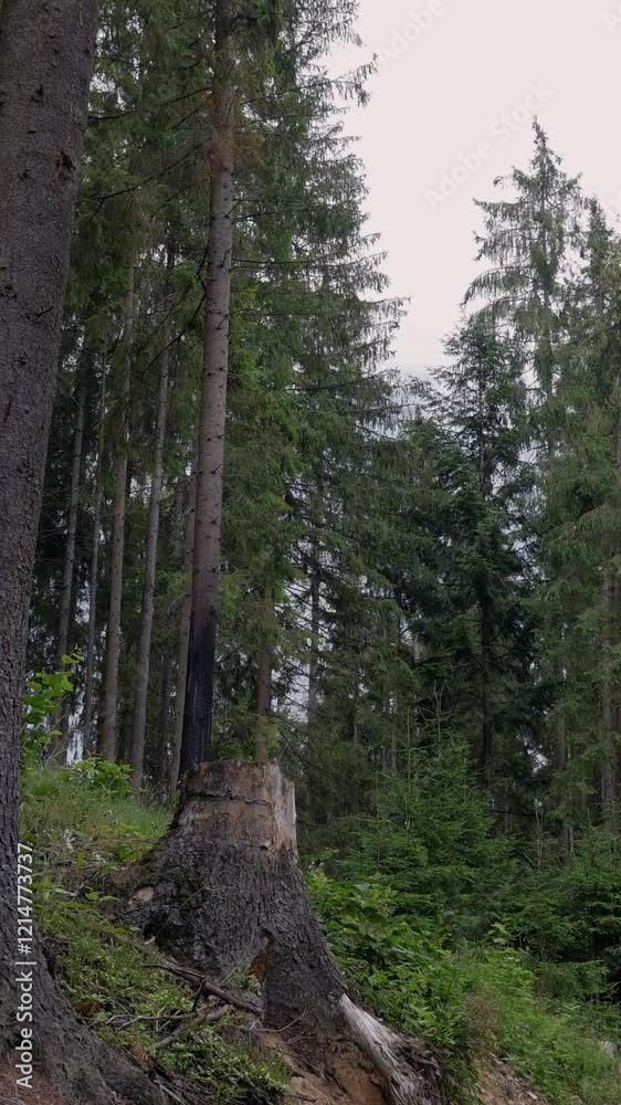 Smiling man enjoying a peaceful walk in a forest before sitting on a stump to relax. Nature exploration during a quiet vacation, travel or journey in the woods. Vertical video. Smiling man enjoying a peaceful walk in a forest before sitting on a stump to relax. Nature exploration during a quiet vacation, travel or journey in the woods. Vertical video.