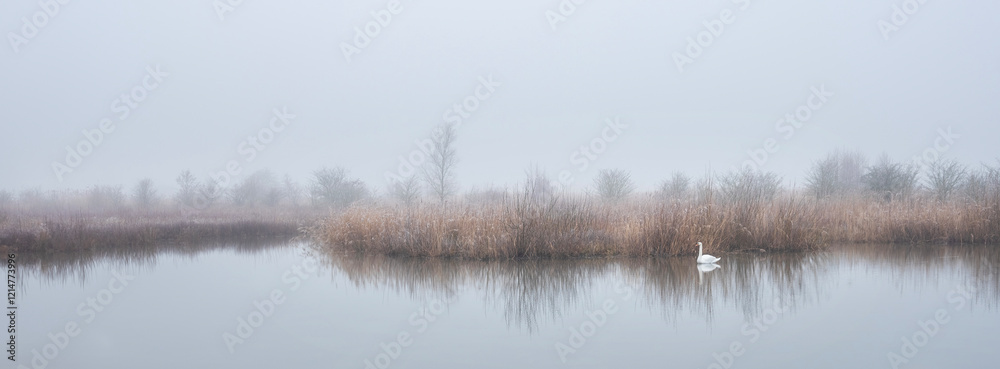 white swan in pond of floodplanes of river rhine near utrecht in holland on foggy winter day white swan in pond of floodplanes of river rhine near utrecht in holland on foggy winter day