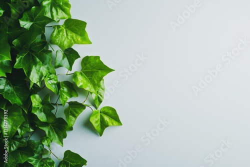 Lush Green Ivy Leaves on a Soft Background photo