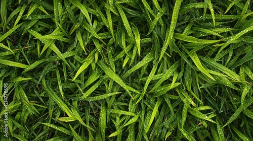 A close-up of a dewy grass carpet with morning sunlight glistening on the blades