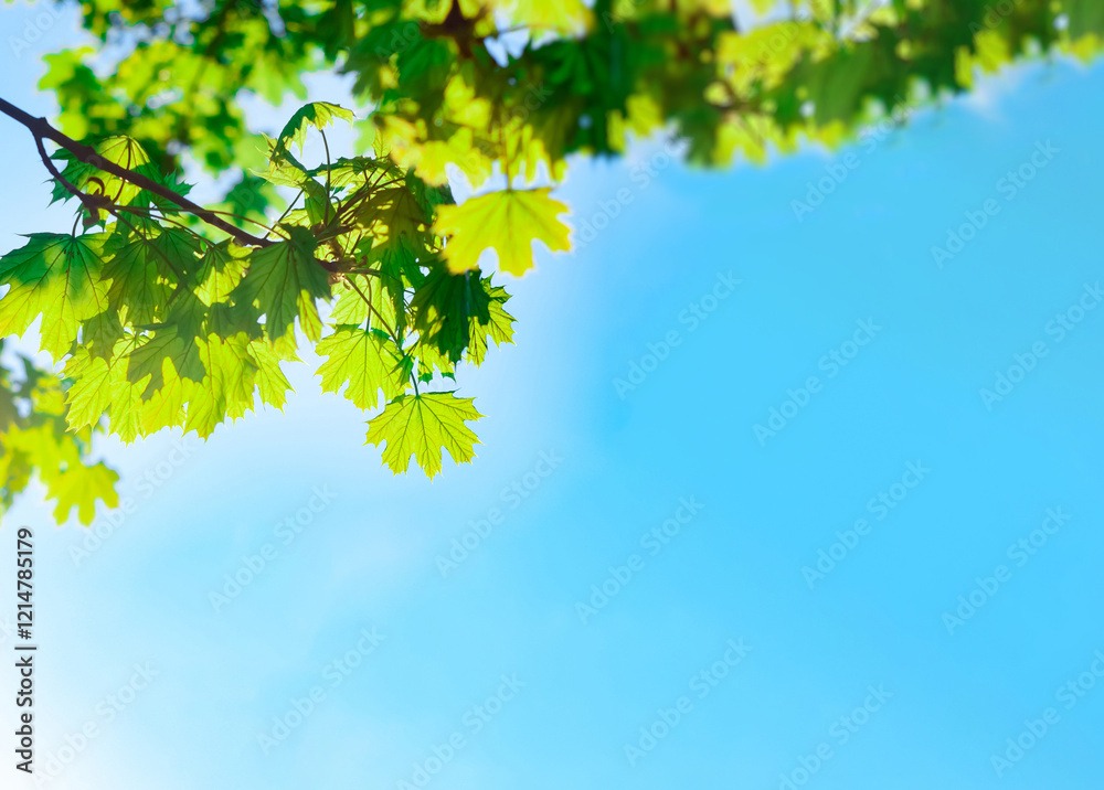 Bright green leaves dance in the sunlight against a clear blue sky during springtime Bright green leaves dance in the sunlight against a clear blue sky during springtime