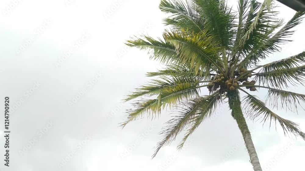 coconut trees swaying in the wind when it rains coconut trees swaying in the wind when it rains