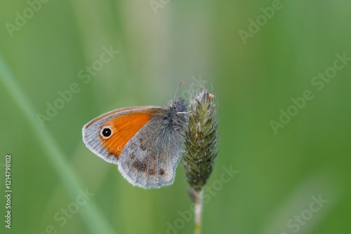 A Butterfly Small heath (Coenonympha pamphilus) sits on a grass blade. Closeup portrait of a small orange butterfly 
 photo