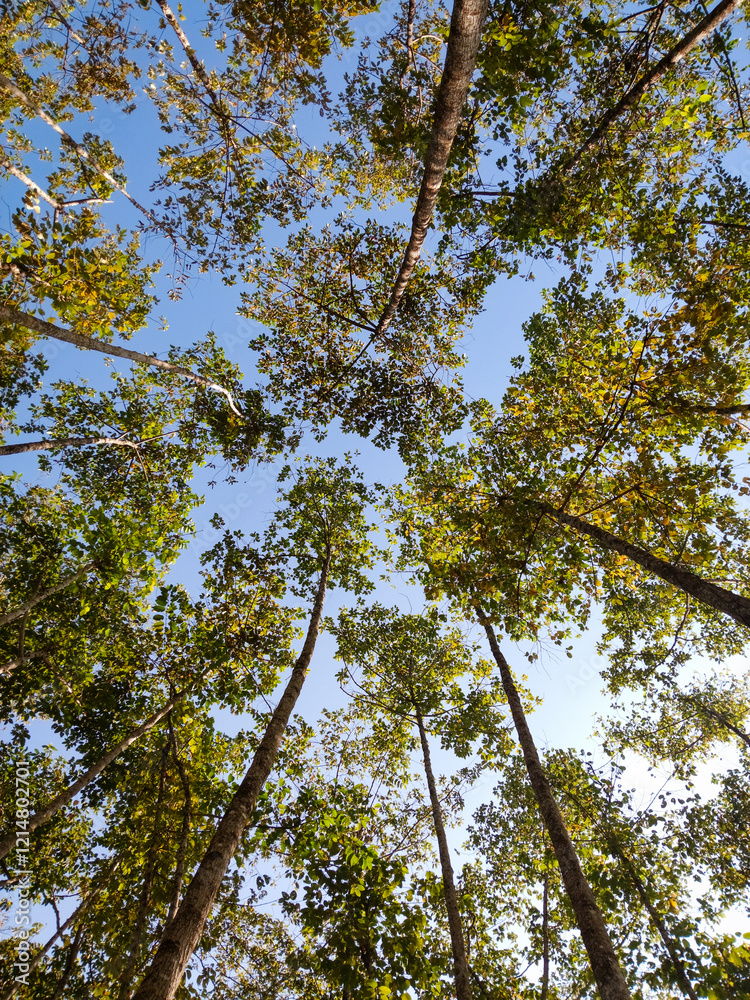 Obraz premium bottom view of tree trunk