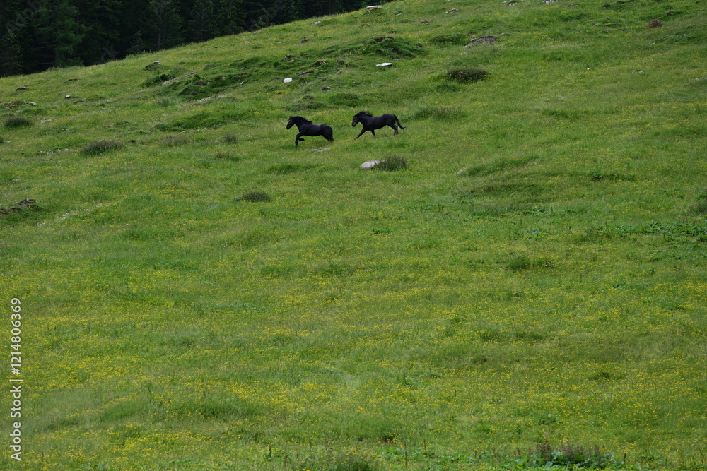 Glückliche Pferde. Noriker Hengste galoppieren über eine sommerliche Almweide Glückliche Pferde. Noriker Hengste galoppieren über eine sommerliche Almweide