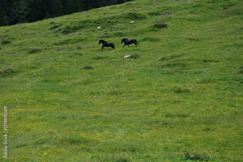 Glückliche Pferde. Noriker Hengste galoppieren über eine sommerliche Almweide photo