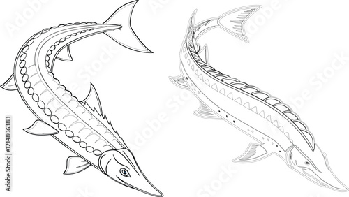 Sturgeon fish bundle line art and illustrator eps 