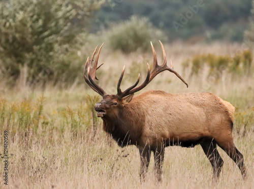 Beautiful Elk Bull Flehmen Response Bugle Haunting Melody Rut Action 7x7 8x7 8x8 photo