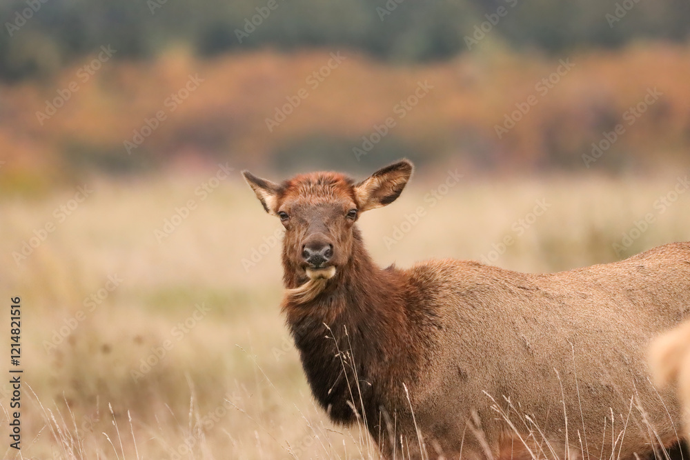 Fototapeta premium Gorgeous Elk Cow windswept Mountains