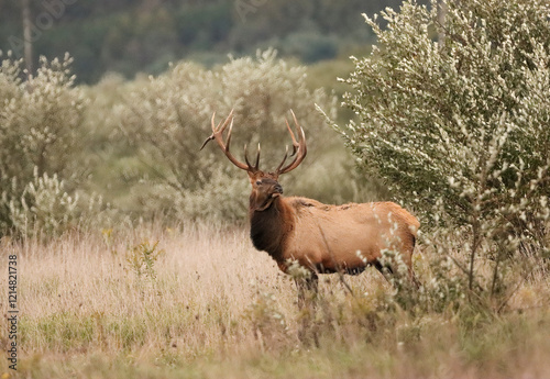 Regal Majestic Elk Bull Powerful Pose Benezette PA Pennsylvania 7x7 8x7 8x8 Rut photo