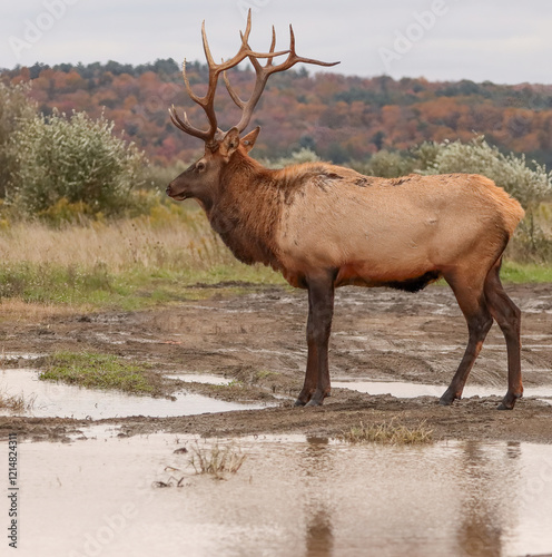 Regal Majestic Elk Bull Powerful Pose Benezette PA Pennsylvania 7x7 8x7 8x8 Rut photo