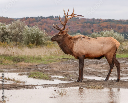 Regal Majestic Elk Bull Powerful Pose Benezette PA Pennsylvania 7x7 8x7 8x8 Rut photo