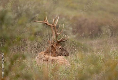 Regal Majestic Elk Bull Powerful Pose Benezette PA Pennsylvania 7x7 8x7 8x8 Rut photo