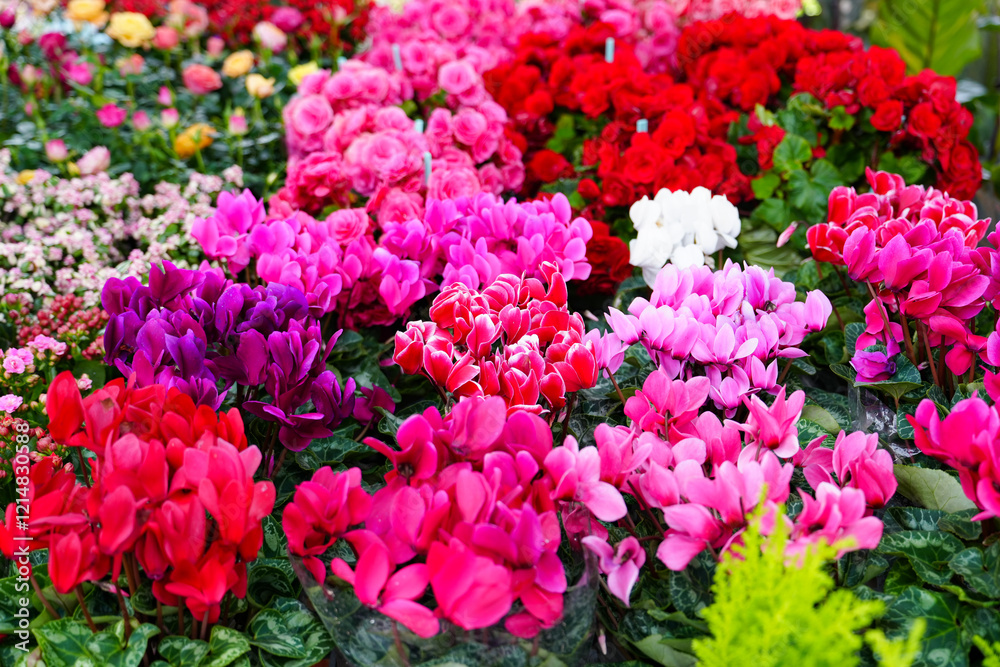 collection of colorful cyclamen flowers, close-up collection of colorful cyclamen flowers, close-up